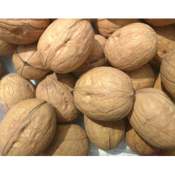 Professional supply organic agricultural product grade a walnut kernels